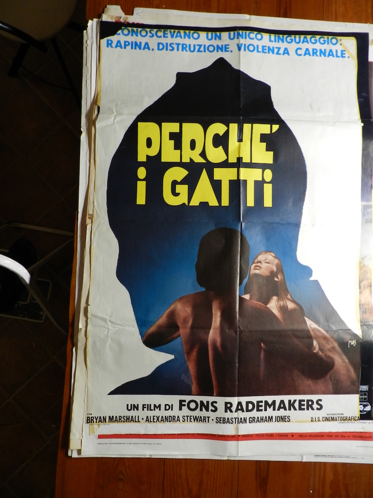 Perché i gatti