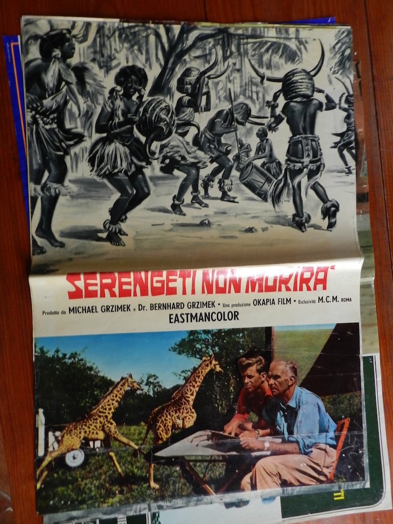 Serengeti non morirà 5