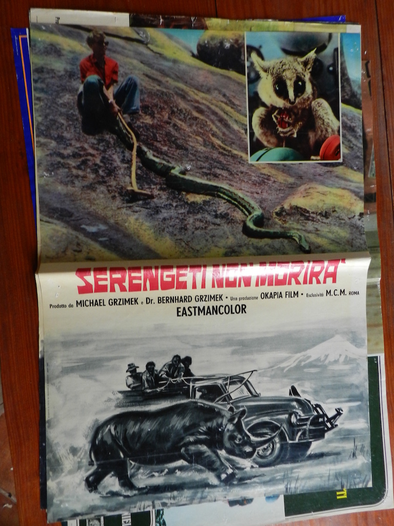 Serengeti non morirà 6