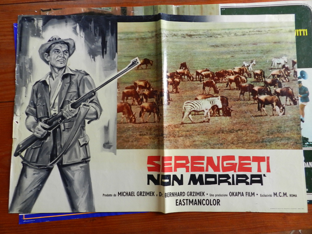 Serengeti non morirà 8